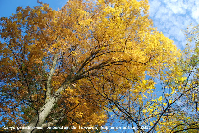 Carya grandiformis